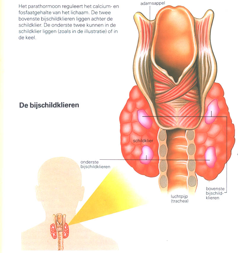 L thyroxine sodium oral : uses, side effects, interactions 