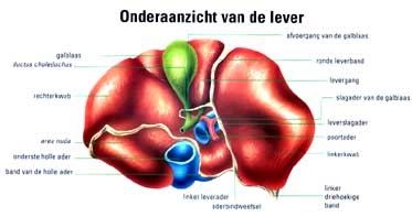 Winstrol and alcohol