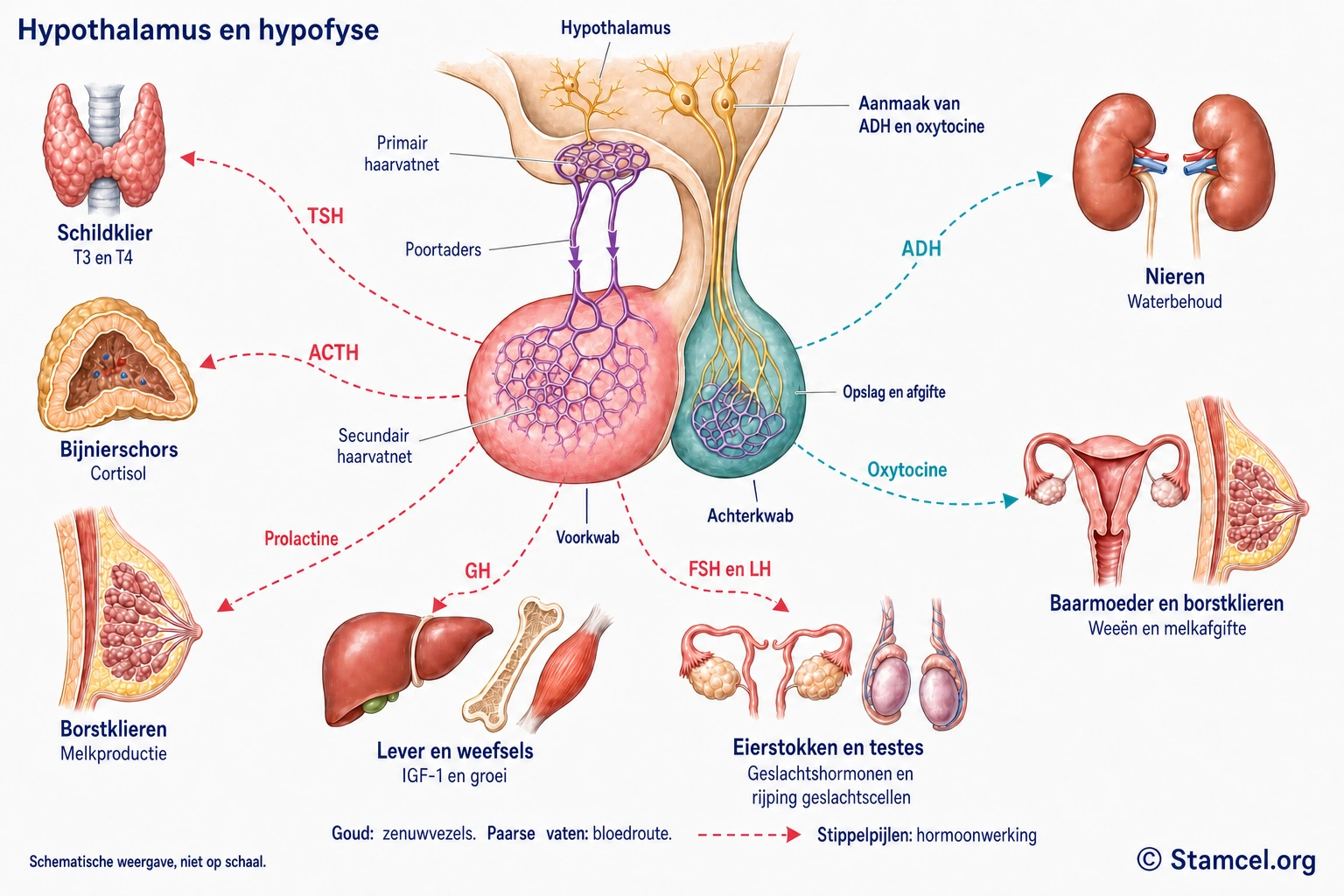 Hypothalamus en hypofyse met zenuwvezels, poortaders en zeven hormoonroutes naar getekende doelorganen