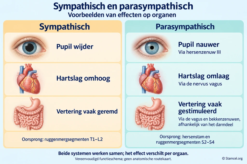 Vergelijking van sympathische en parasympathische effecten op pupilgrootte, hartslag en vertering.